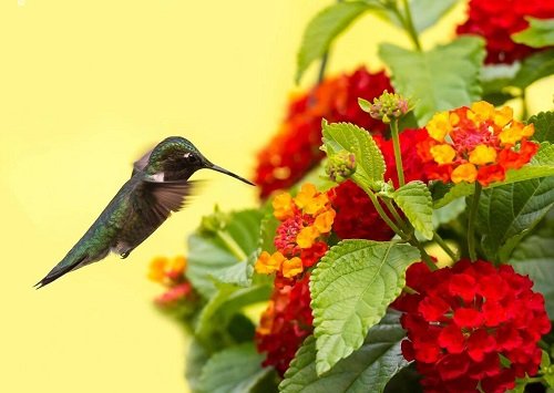 lantana yellow Plants to attract hummingbird