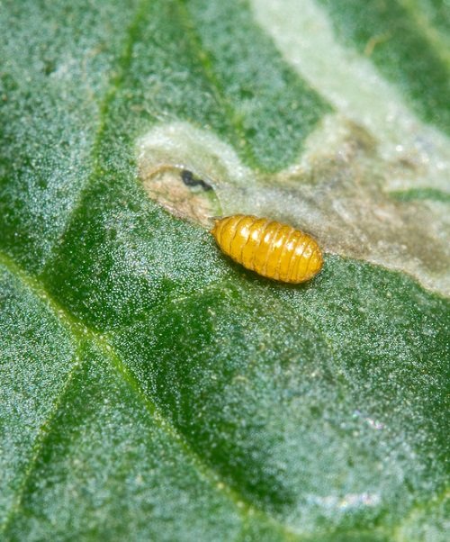 Types of Common Pests in Your Garden 10