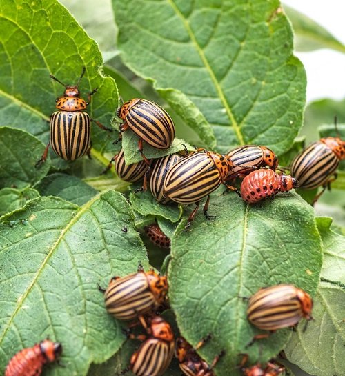 Categories of Typical Garden Pests
