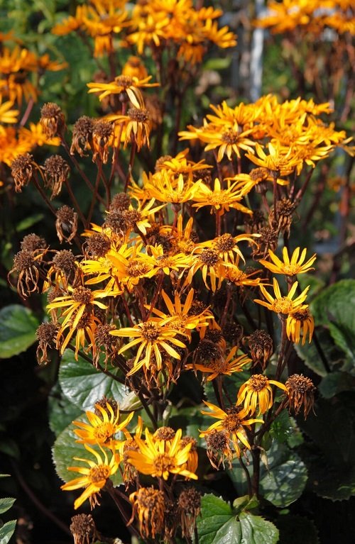 The top 25 perennials with orange flowers
