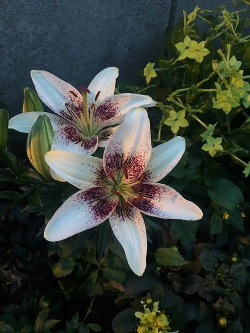 Asiatic Lily Flowers with Black Center