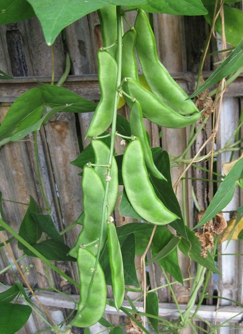 Best Types of Beans You Can Grow Vertically 2