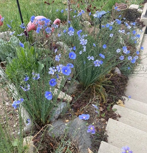Perennial Flax Best Bushes With Blue Flowers