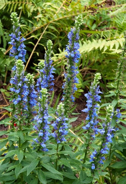 Unique Dark Blue Flowers for the Garden 8