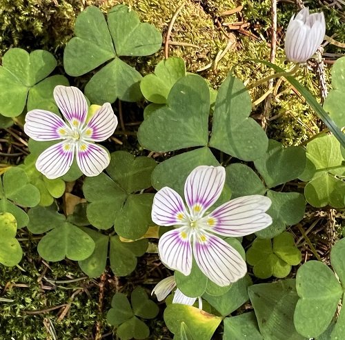Mountain Woodsorrel plant  Pink and White Flowers