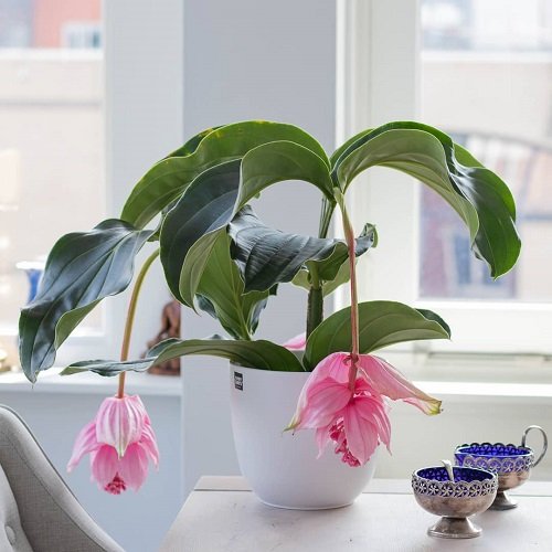 Requirements for Growing Medinilla