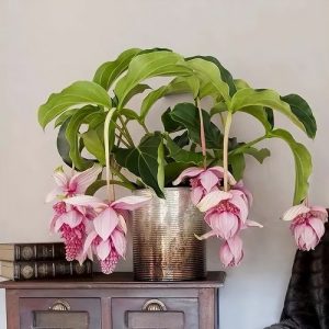 Everything About Medinilla Plant Care | Best Medinilla Varieties