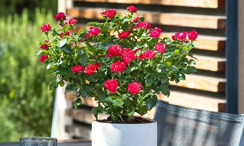 meibinbino Rose Varieties for Containers 