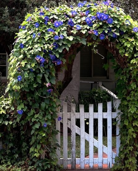 21 Fast Growing Creepers and Vines | Balcony Garden Web