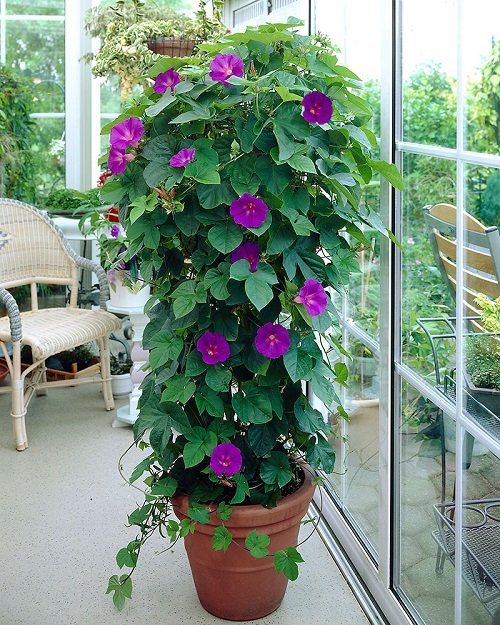 Morning Glory Flowers to Grow in Cup Shape 