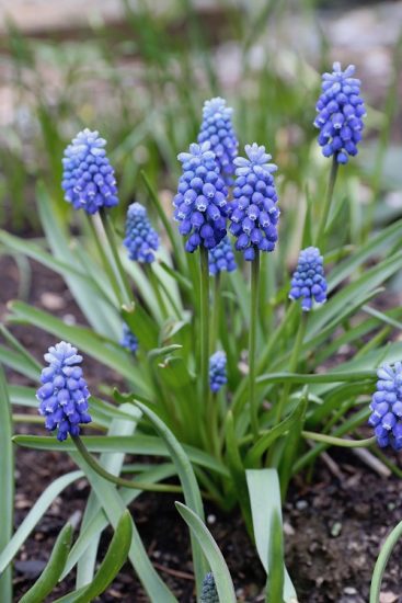 30 Best Spring Flowers | Flowers to Grow in Spring