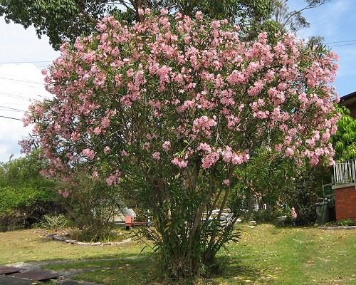 Pink Flowering Trees in Florida 18