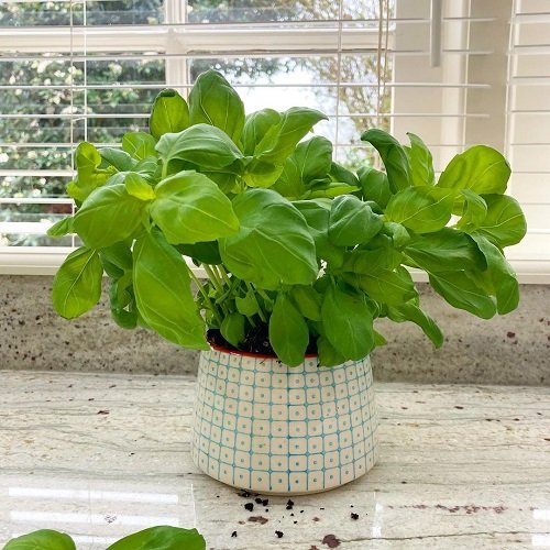 basil Plants to Grow in Home and Garden