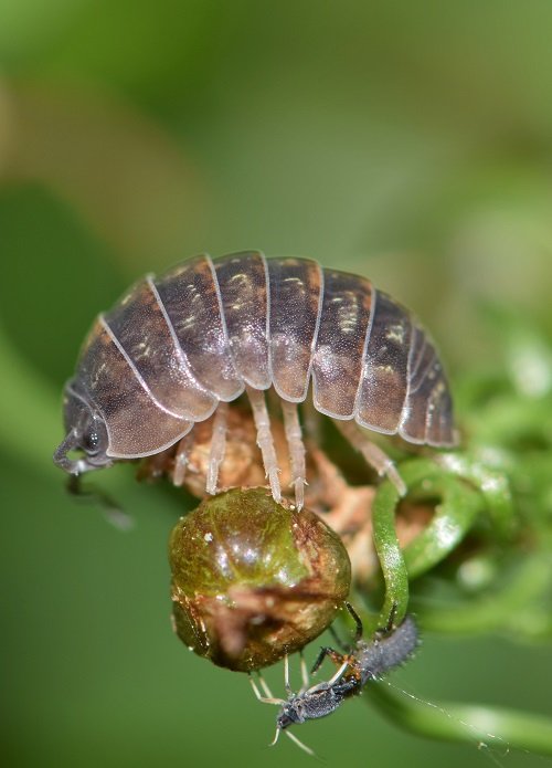  categories of Typical Garden Pests