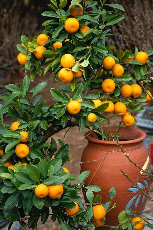How to Grow an Orange Tree in Container 2
