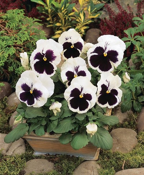 Pansy Flowers with Black Center 