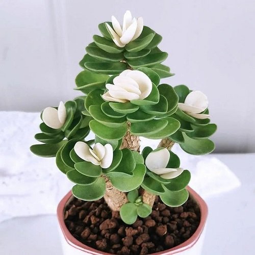 Succulent With Petal-Like Leaves 25