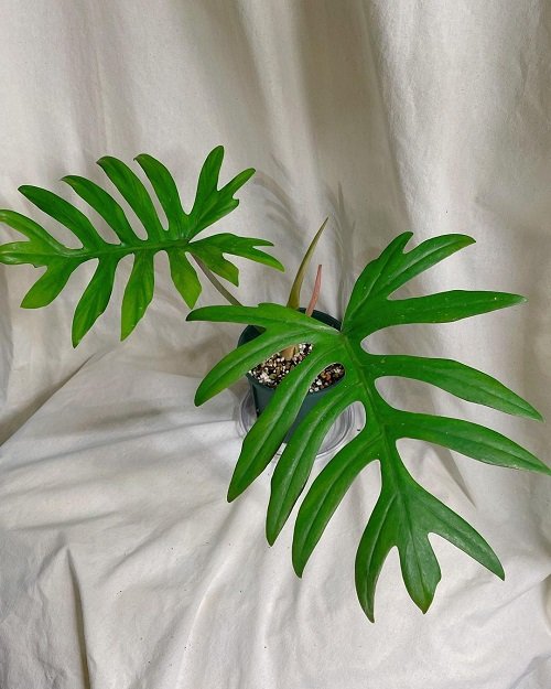Requirements for Growing Philodendron Mayoi