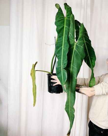 How to Grow Philodendron Spiritus Sancti | Philodendron Spiritus Care