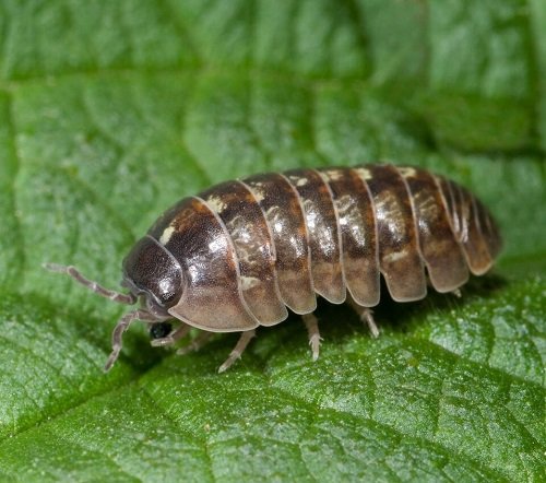 Different types of Typical  Pests