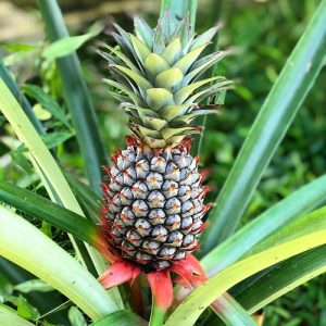 How Long Does It Take to Grow a Pineapple? Find Out!