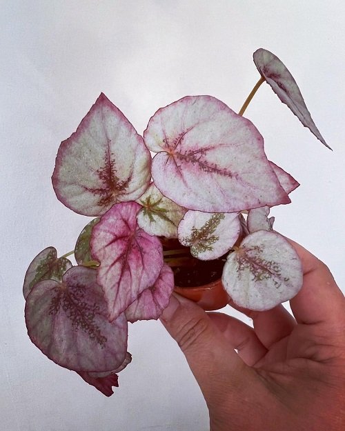 Best Pink Begonia Varieties 6