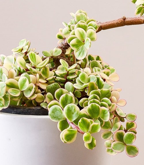 Succulent With Petal-Like Leaves 10