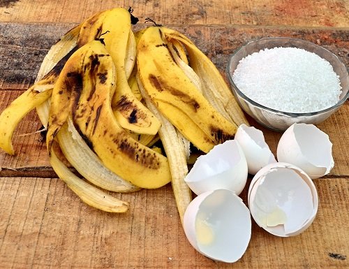 Banana and Eggshells fertilizer reciepe
