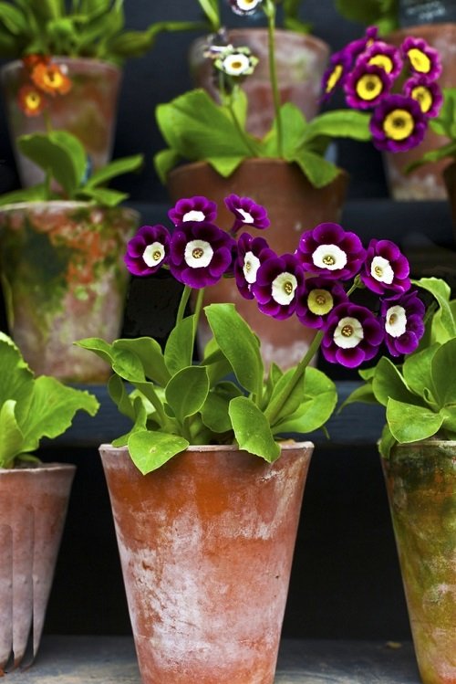 Purple and Yellow Flowers  in teracotta pot 
