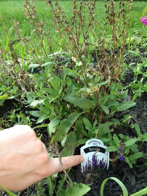 Common Issues and solutions of salvia