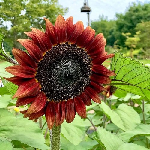 Best types of red sunflowers 1