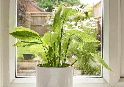 provide sunlight to Overwatered Peace Lily