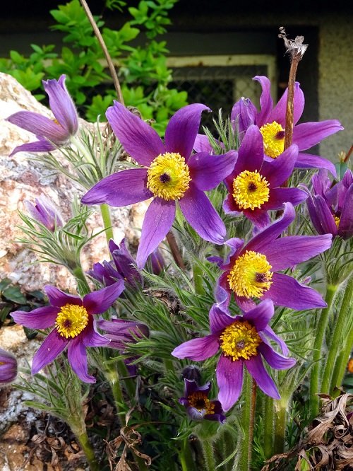 Purple and Yellow Flowers behind the rock