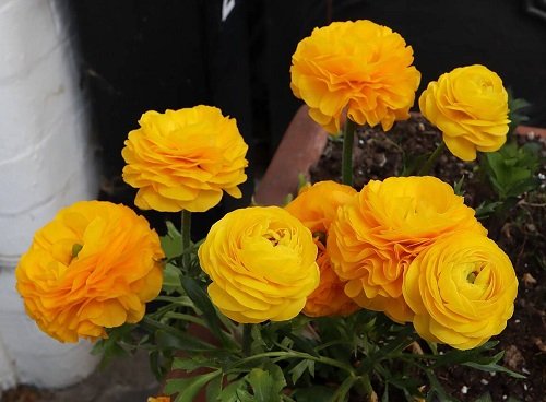 25 best perennials with orange flowers
