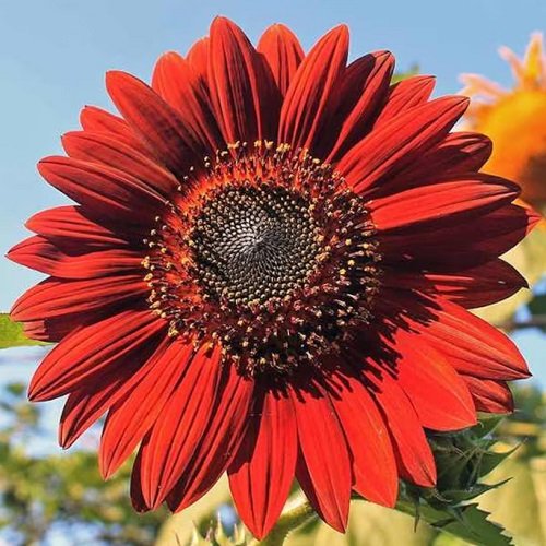 red sunflower varieties