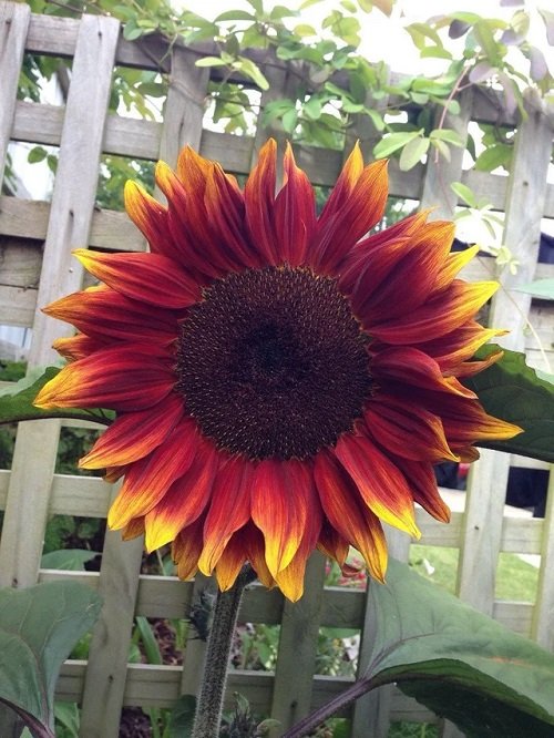The best types of red sunflowers 1