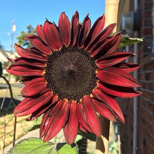 The best types of red sunflowers