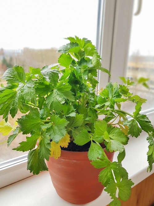Requirements for Growing Celery