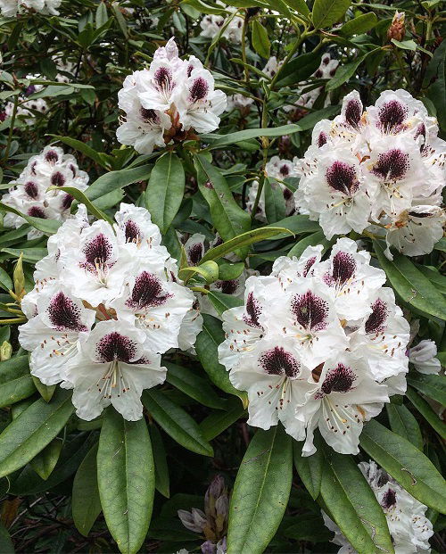 Azalea Flowers with Black Center