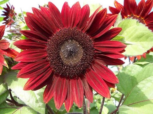 red sunflower varieties 1