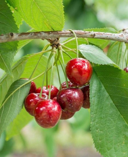 35 Best Types of Cherries to Grow in Pots | Balcony Garden Web