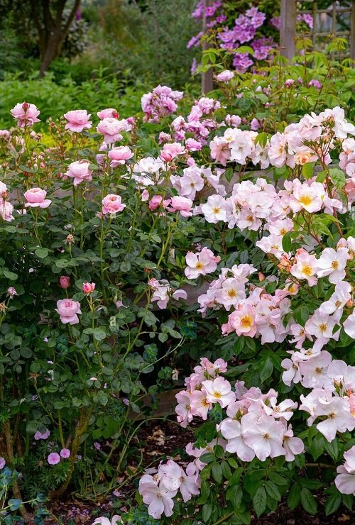 Best White Garden Roses Varieties 5