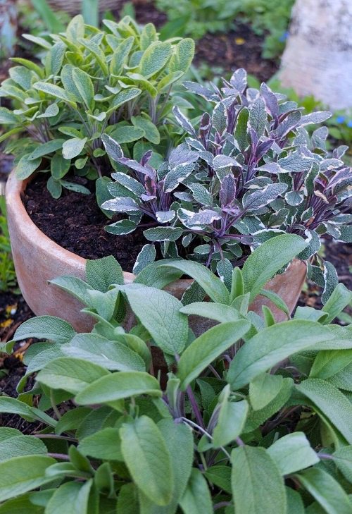 sage Plants to Grow in Home and Garden