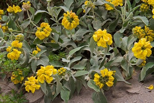 Best Yellow Hummingbird Plants 56