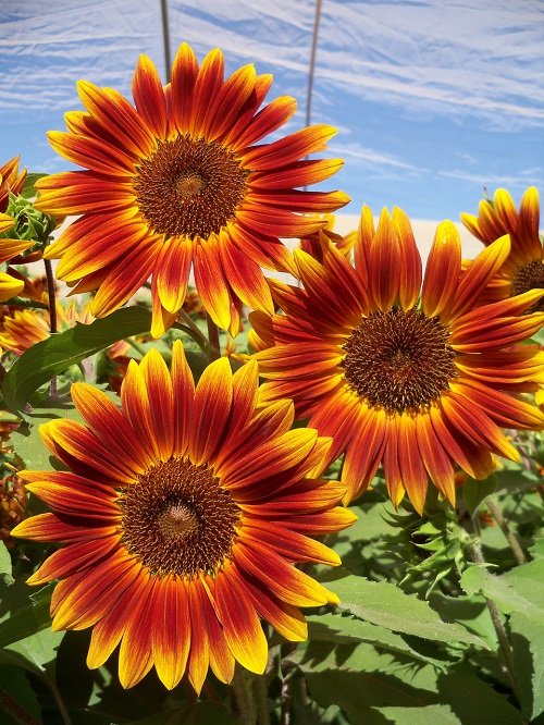 Best types of red sunflowers