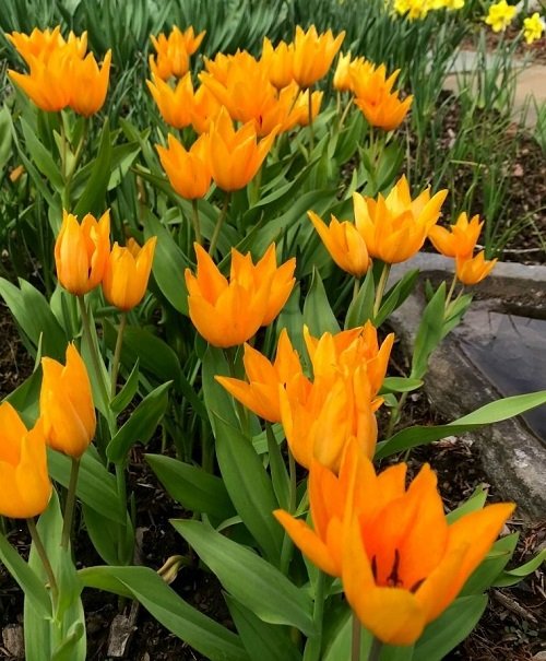 Best Yellow Tulip Varieties 30