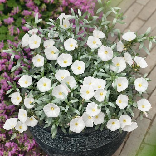 Silverbush Cup-Shaped Flowers for Growing