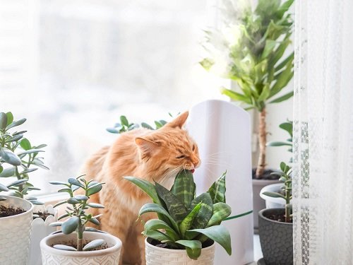 Are Snake Plants Toxic to Cats 2