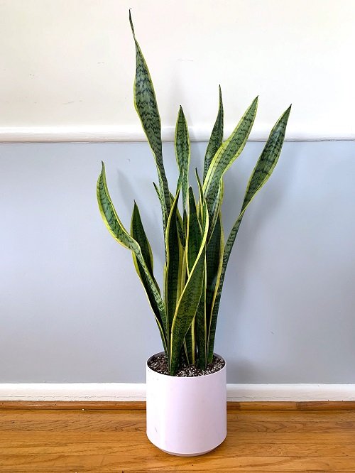 Snake Plants-Plants that Grow Without Sunlight