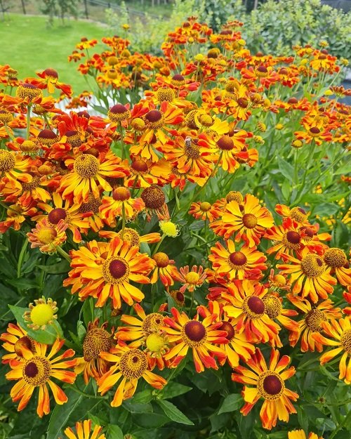 The top 25 perennials with orange flowers3